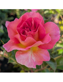 Rosa Pink Paradise (6lt)