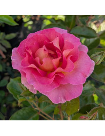Rosa Pink Paradise (6lt)