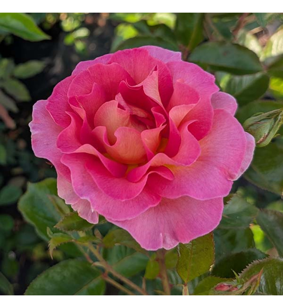 Rosa Pink Paradise (6lt)