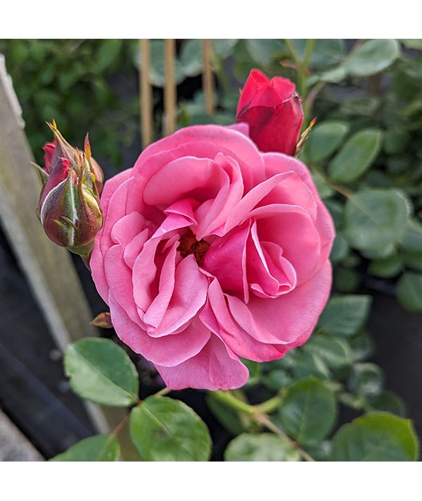 Rosa Pink Perpetue