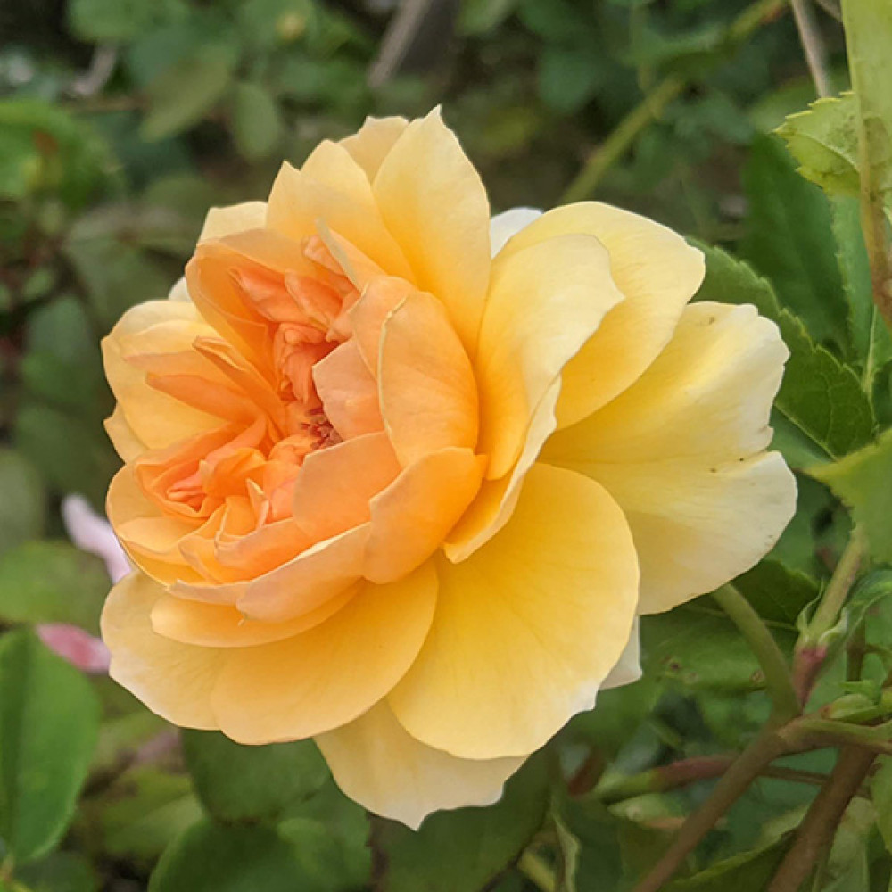 Rosa Port Sunlight (Auslofty) (6lt)