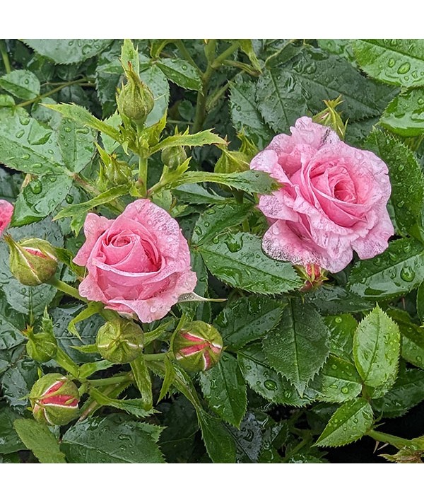 Rosa Pretty Polly (6lt)