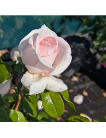 Rosa Prince Jardinier (6lt)