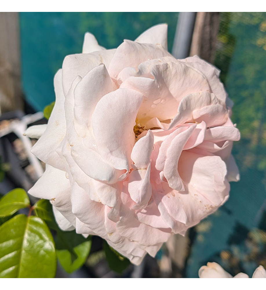 Rosa Prince Jardinier (6lt)