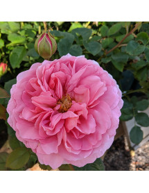 Rosa Princess Alexandra of Kent (6lt)