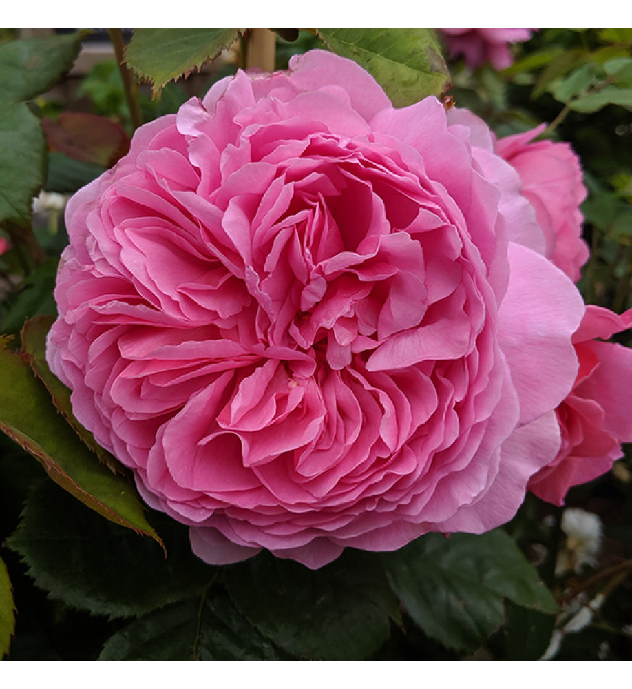 Rosa Princess Alexandra of Kent (6lt)