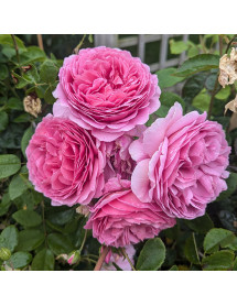 Rosa Princess Alexandra of Kent (6lt)