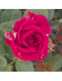 Rosa Pure Aroma (6lt)
