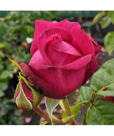 Rosa Pure Poetry (6lt)