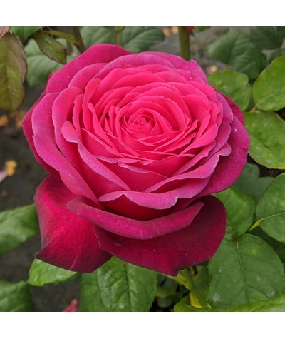Rosa Pure Poetry (6lt)