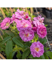Rosa Purple Skyliner (6lt)