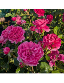 Rosa Raspberry (6lt)
