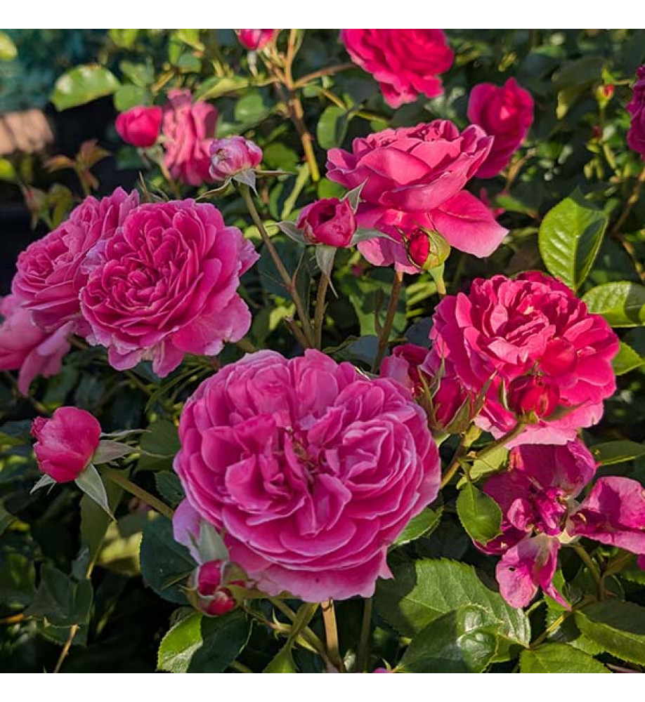 Rosa Raspberry (6lt)