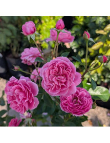 Rosa Raspberry (6lt) Rosa Raspberry (6lt)