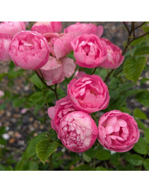 Rosa Raubritter (6lt)