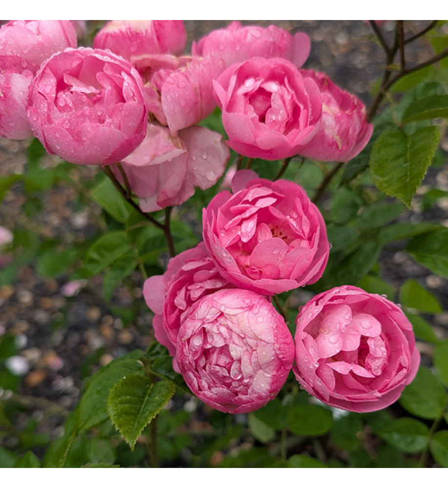 Rosa Raubritter (6lt)