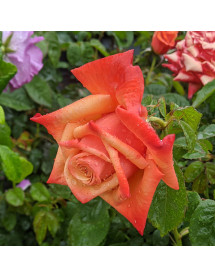 Rosa Remember Me (6lt) Rosa Remember Me (6lt)