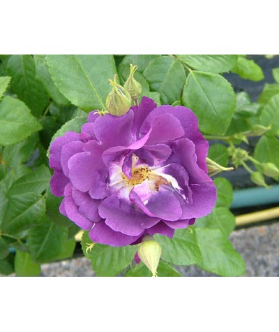 Rosa Rhapsody In Blue (Standard) (12lt)