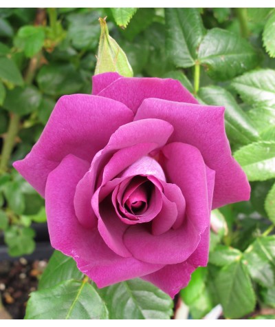 Rosa Rhapsody In Blue (Standard) (12lt)