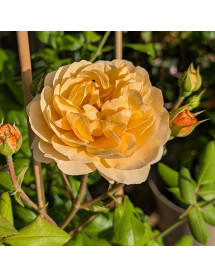 Rosa Roald Dahl (David Austin)(6lt) Rosa Roald Dahl (David Austin)(6lt)