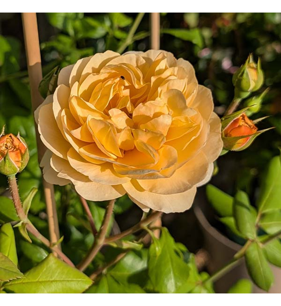 Rosa Roald Dahl (David Austin)(6lt)
