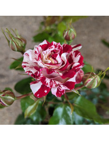 Rosa Rock and Roll (6lt) Rosa Rock and Roll (6lt)