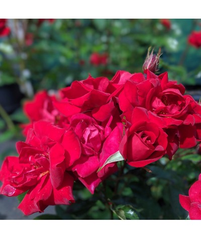 Rosa Ruby Anniversary (standard) (10lt)