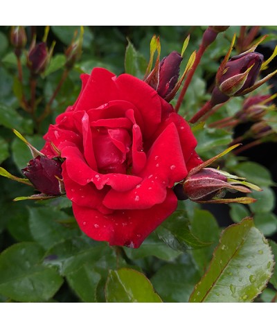 Rosa Ruby Anniversary (6lt)