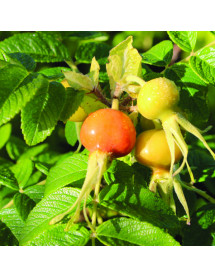 Rosa rugosa Alba (0.2-0.4m bare root) Rosa rugosa Alba (0.2-0.4m bare root)