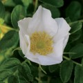 Rosa rugosa Alba (3lt)
