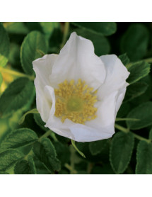 Rosa rugosa Alba (0.2-0.4m bare root)