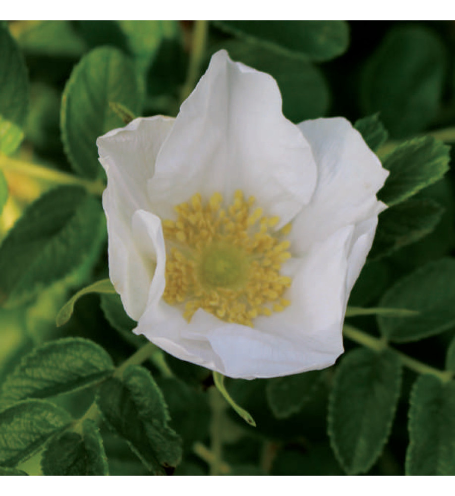 Rosa rugosa Alba (0.2-0.4m bare root)