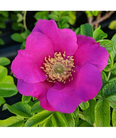 Rosa rugosa Rubra (6lt)
