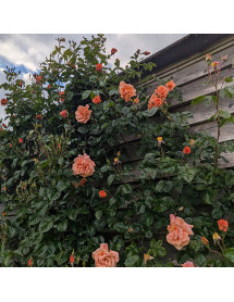 Rosa Scent from Heaven (6lt)
