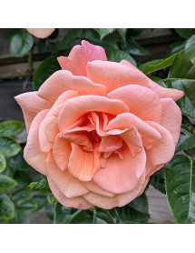 Rosa Scent from Heaven (6lt) Rosa Scent from Heaven (6lt)