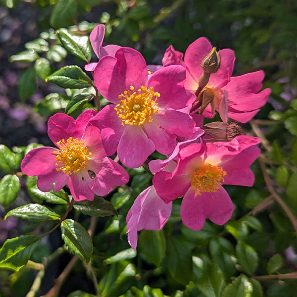 Rosa Scented Carpet (6lt)