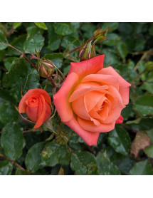 Rosa Shine On (6lt)