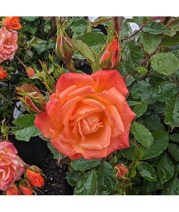 Rosa Shine On (6lt)