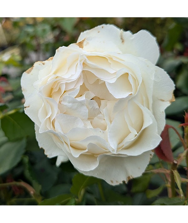 Rosa Silver Celebration (6lt)