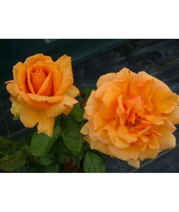 Rosa Simply the Best (6lt)