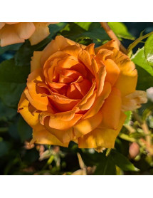 Rosa Simply the Best (6lt) Rosa Simply the Best (6lt)