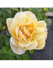 Rosa Soleil Vertical (6lt)