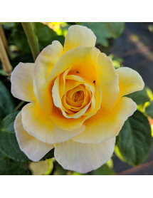 Rosa Soleil Vertical (6lt) Rosa Soleil Vertical (6lt)