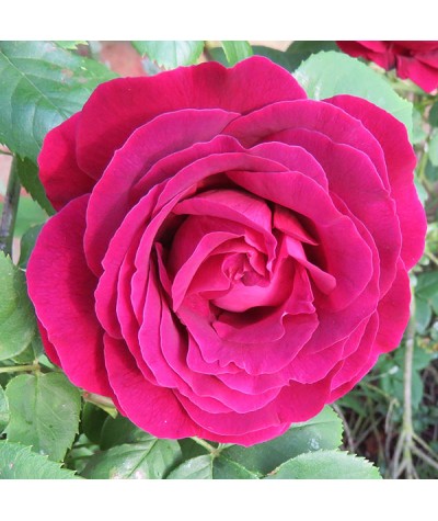 Rosa Souvenir du Docteur Jamain (6lt)