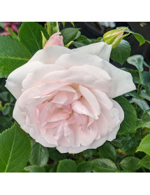 Rosa Special Child (6lt)