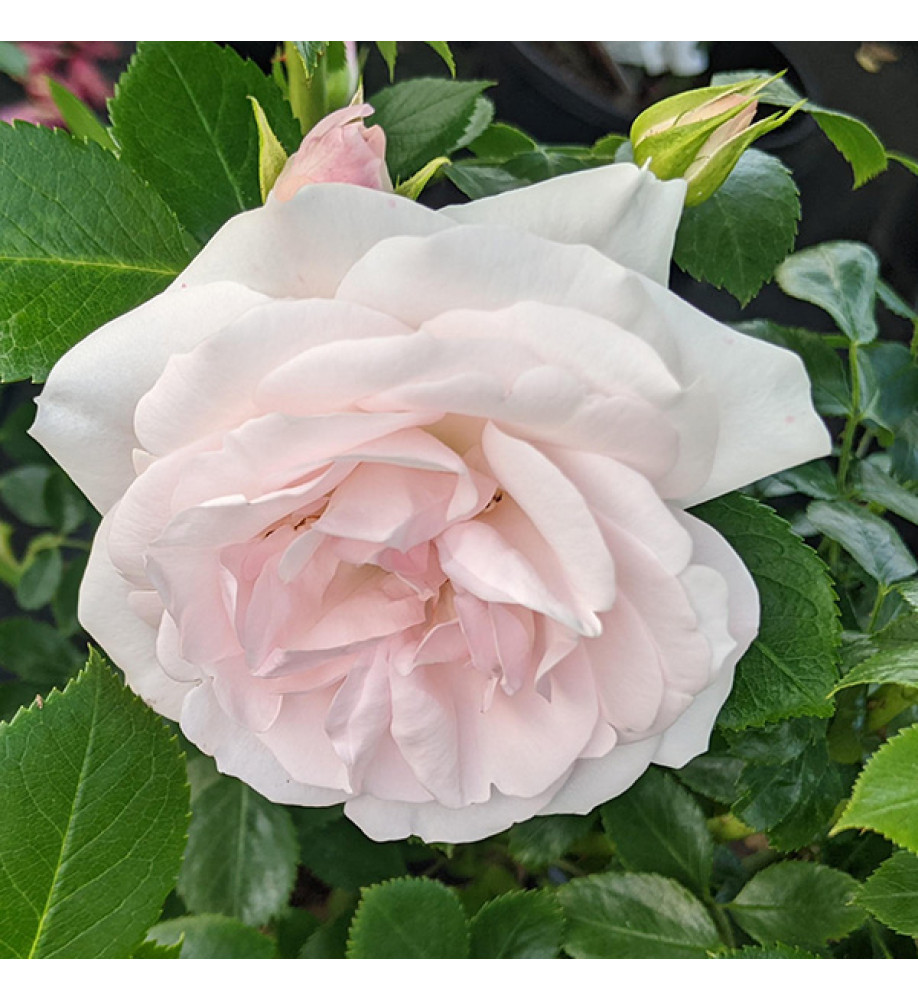 Rosa Special Child (6lt)