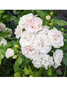 Rosa Special Child (6lt) Rosa Special Child (6lt)