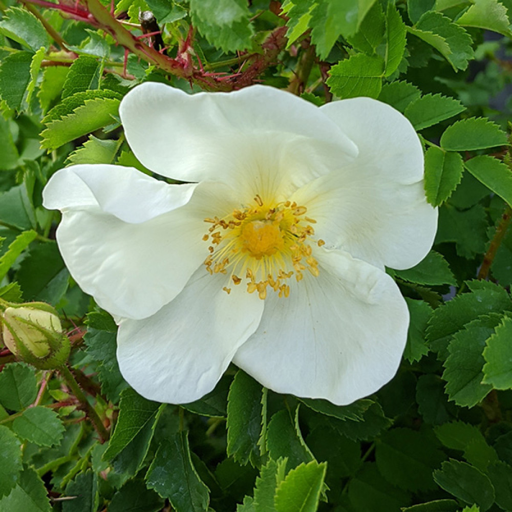 Rosa spinosissima (AKA. pimpinellifolia) (6lt)