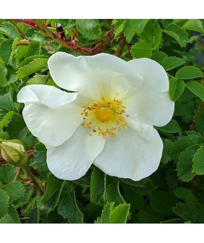 Rosa spinosissima (AKA. pimpinellifolia) (6lt)