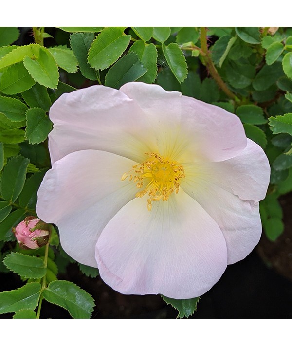 Buy Rosa Spinosissima Hedges - Pimpinellifolia or Rose Scotch